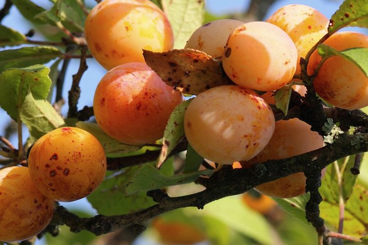 La tarte rustique aux mirabelles d’été et amandes effilées