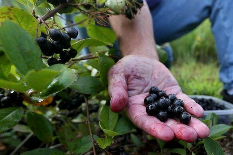 L’aronia, une petite baie aux mille vertus