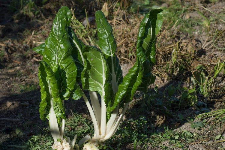 Recette côte de blette