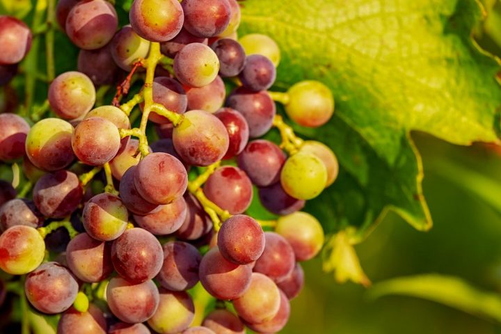 Le raisin : pourquoi il est important d’en consommer