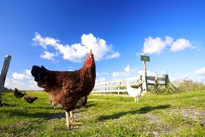 Il n’y aura plus d’œufs issus de poules élevées en cages en 2022