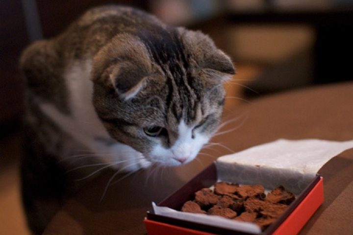 7 aliments à ne surtout pas donner à votre chat