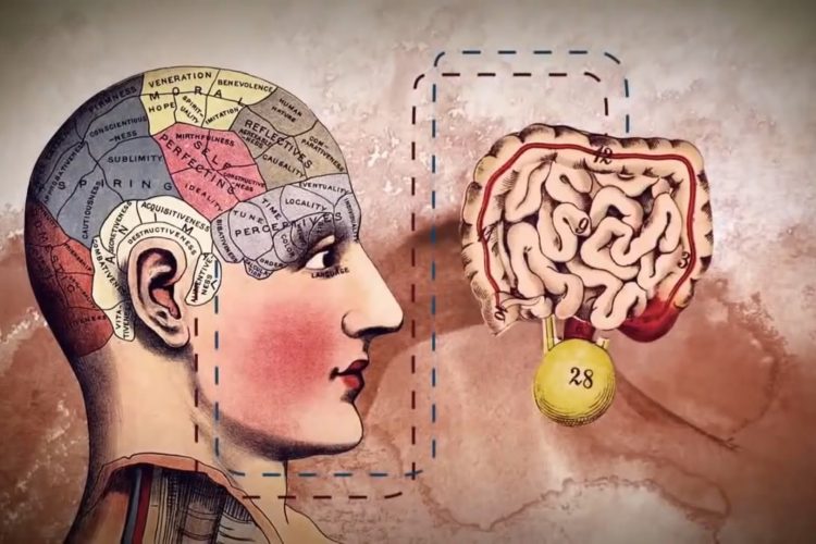 L’intestin agirait comme un deuxième cerveau (vidéo)