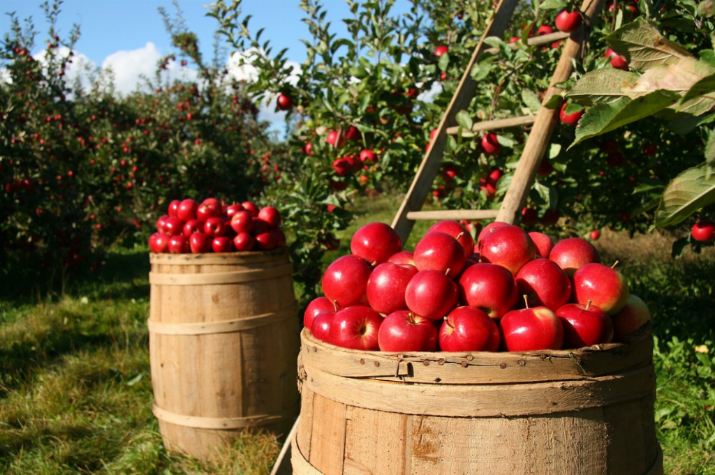 pommes à cidre