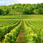 Comment élaborer un champagne de qualité ?