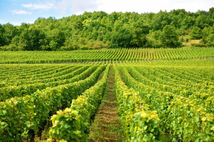 Comment élaborer un champagne de qualité ?