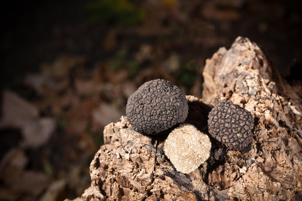 truffes noir dans les bois