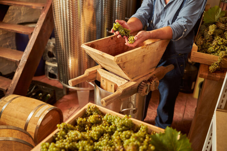 L’art de la vinification, du raisin à la bouteille