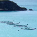 Aquaculture durable : comment allier plaisir gastronomique et respect des océans ?