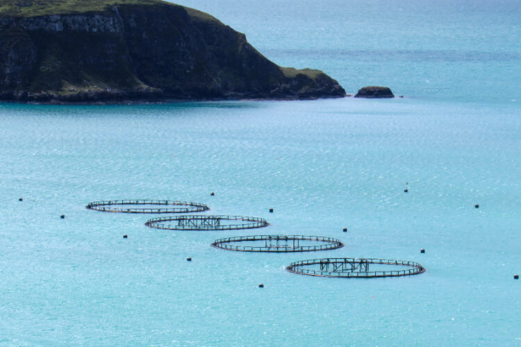 Aquaculture durable : comment allier plaisir gastronomique et respect des océans ?