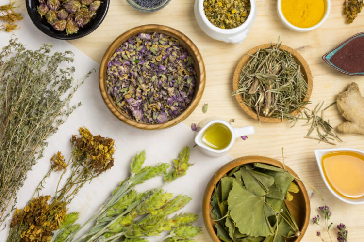 Les plantes aromatiques et la phytothérapie : quand saveur et bien-être se rencontrent