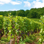 Où dîner dans les vignes près de Reims ? 3 restaurants coup de cœur