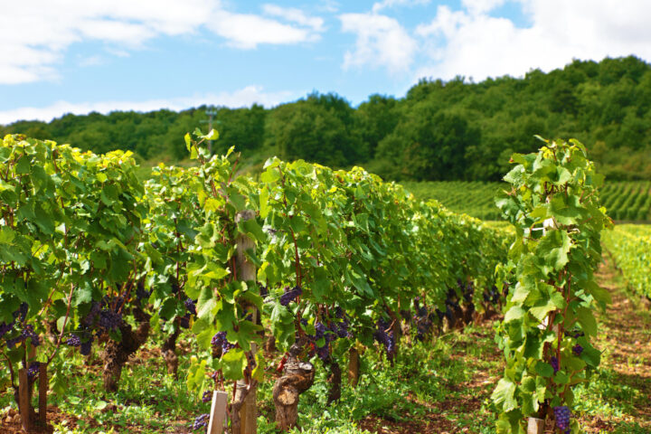Où dîner dans les vignes près de Reims ? 3 restaurants coup de cœur